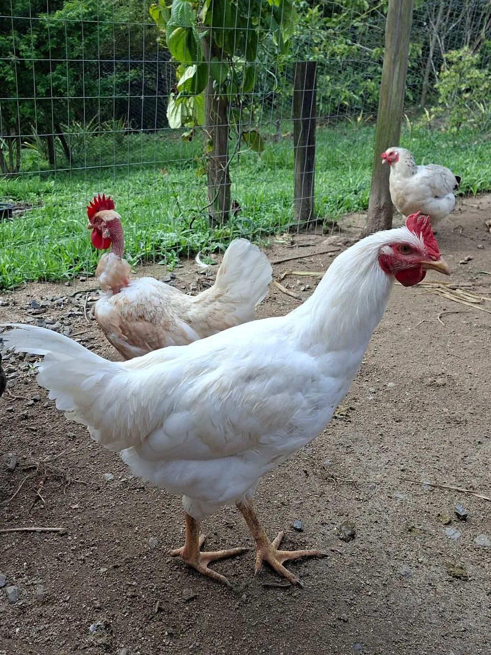 Galo Caipira 