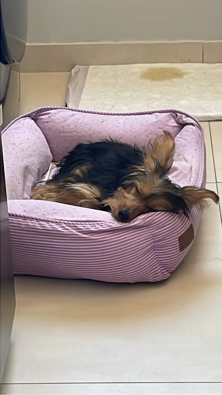 Doação - Yorkshire - 5 Meses - Fêmea 