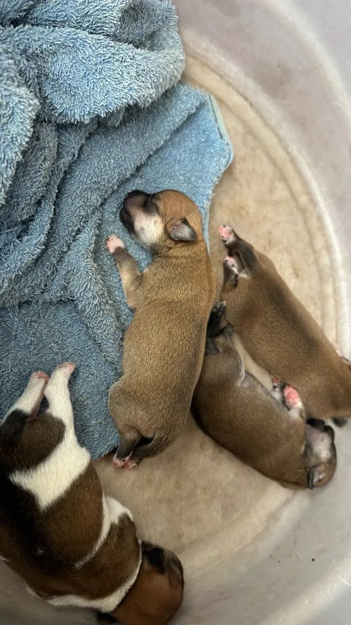 Cachorro  - Foto 3