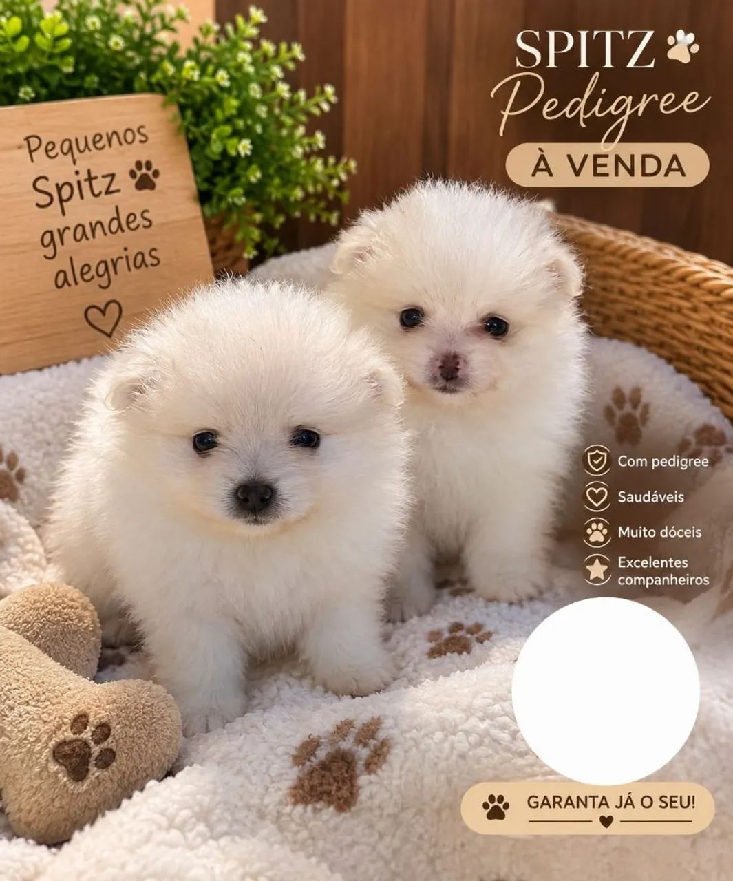 Cachorros spitz alemão pedigree