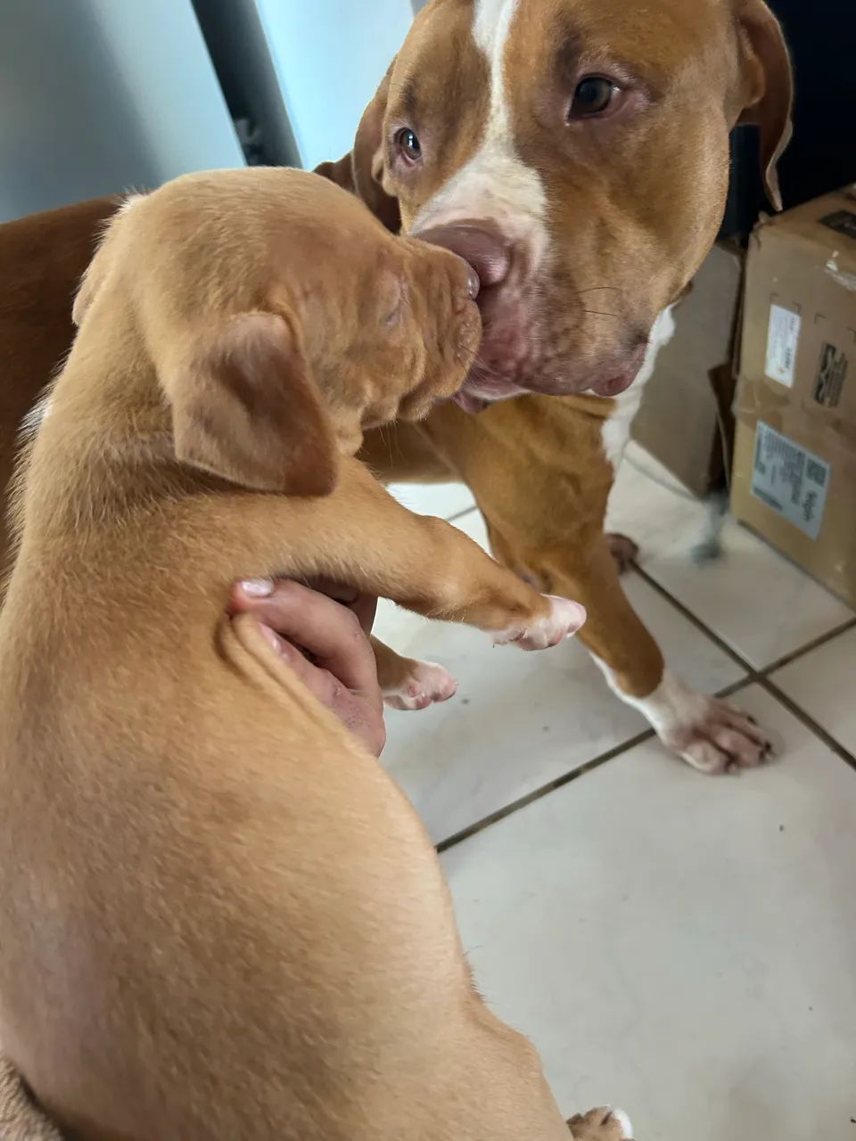 American bully pitbull - Foto 4