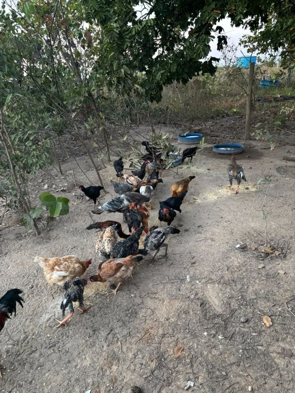 Galinha Caipira - Foto 4