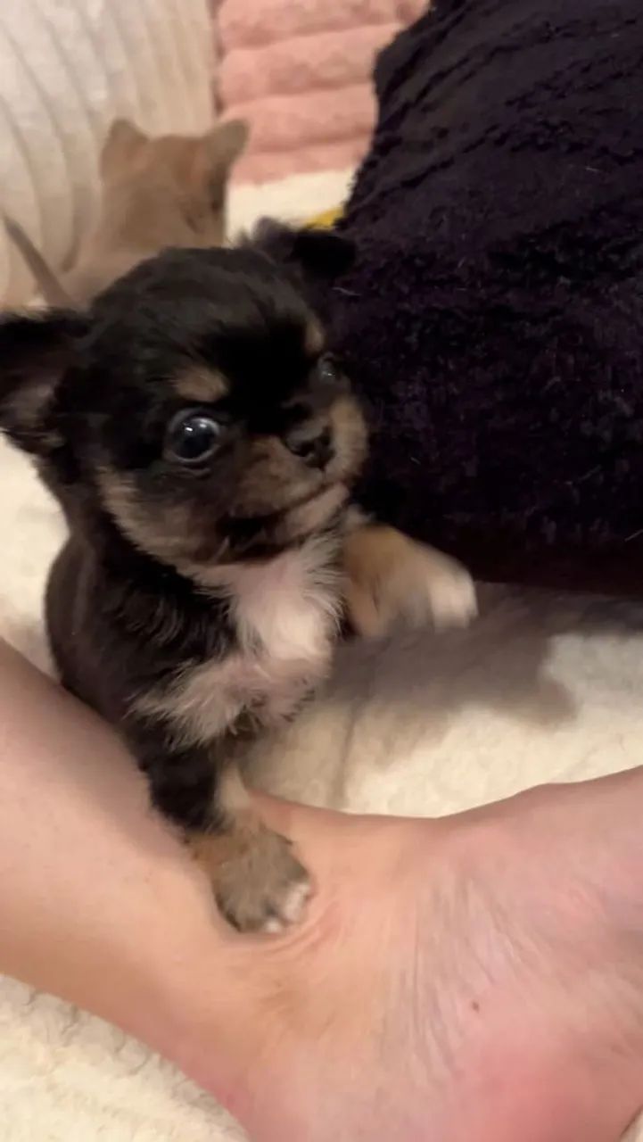 Chihuahua 