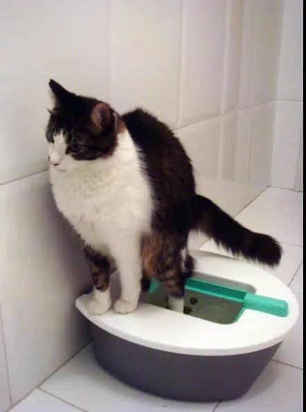 Gatoalete,  - Foto 4