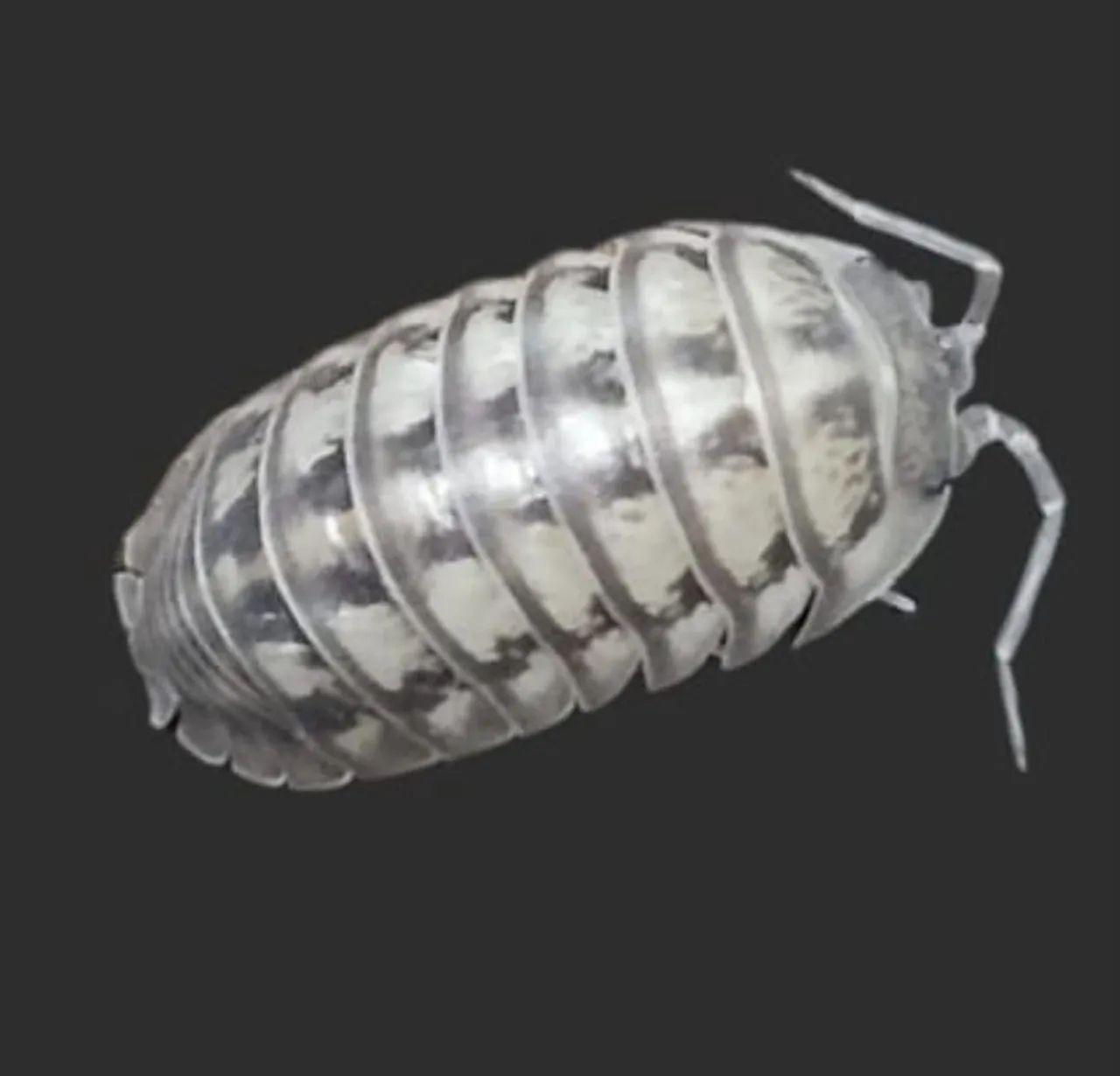 Biscleta