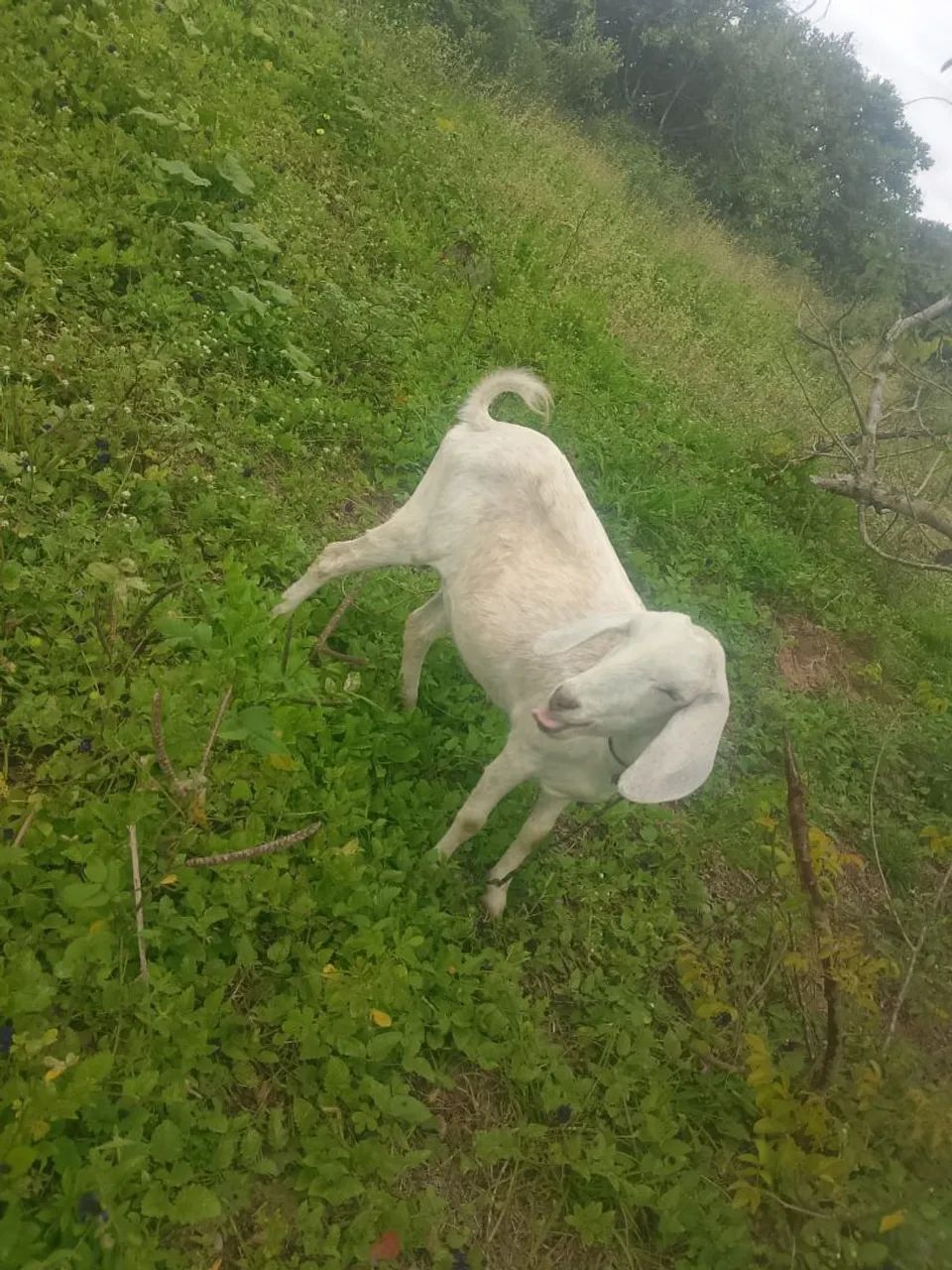 Cabra buchuda