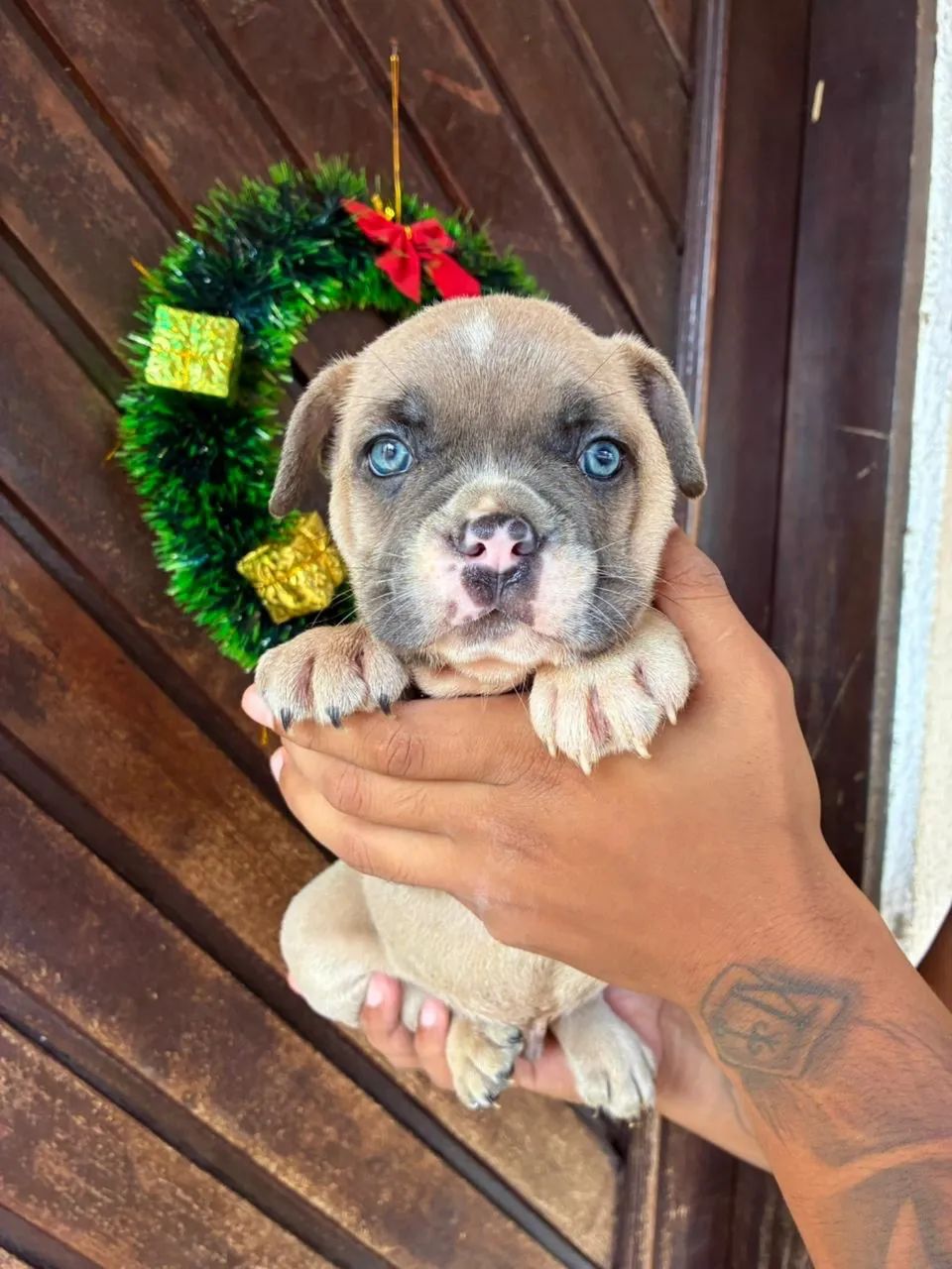American bully micro 