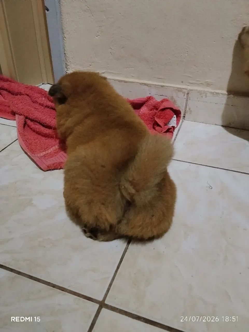 Chow chow  - Foto 5