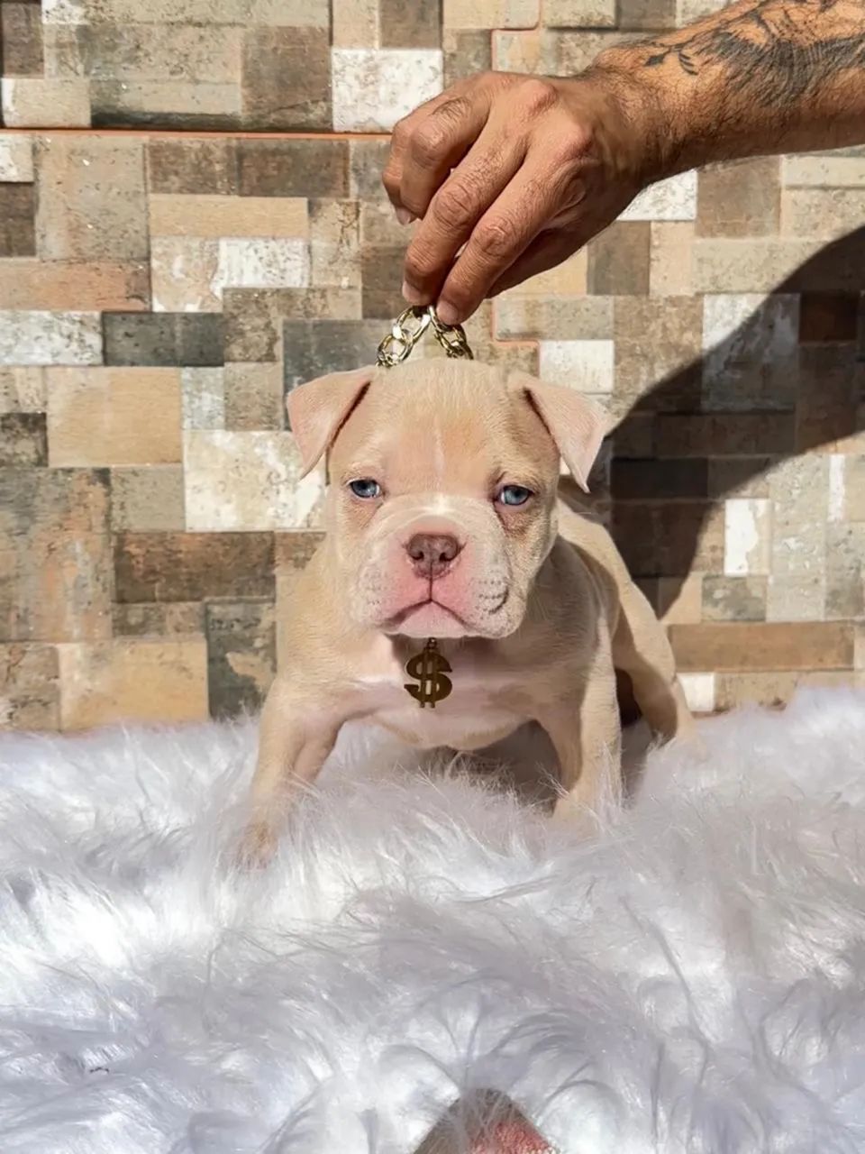 American bully Macho - Foto 4