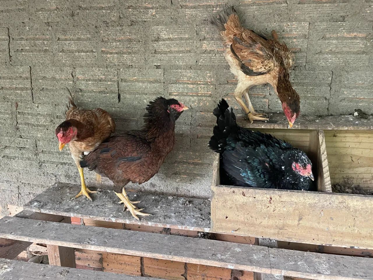 Galinhas caipira 
