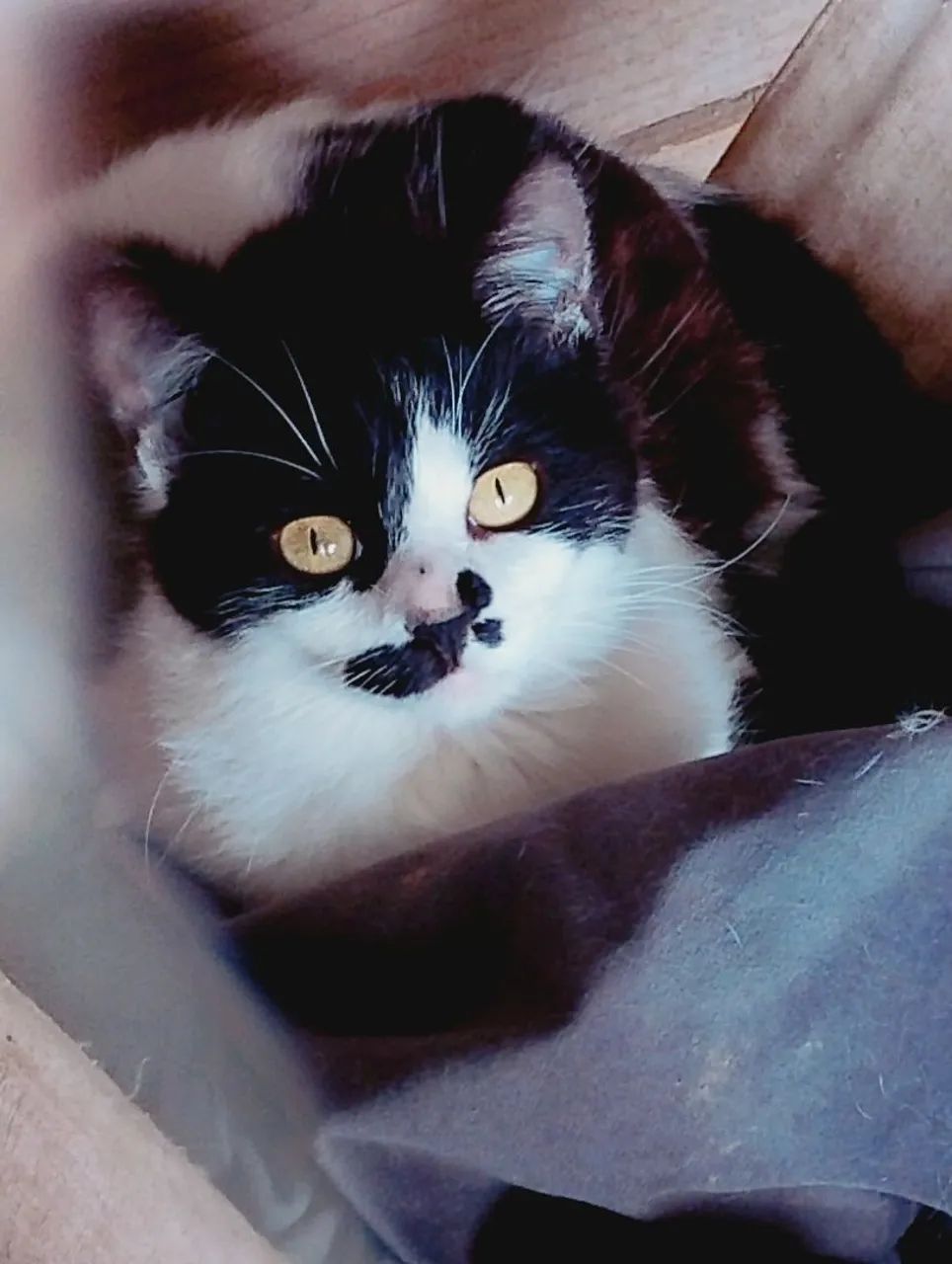 Doação Gatos (Um de raça)