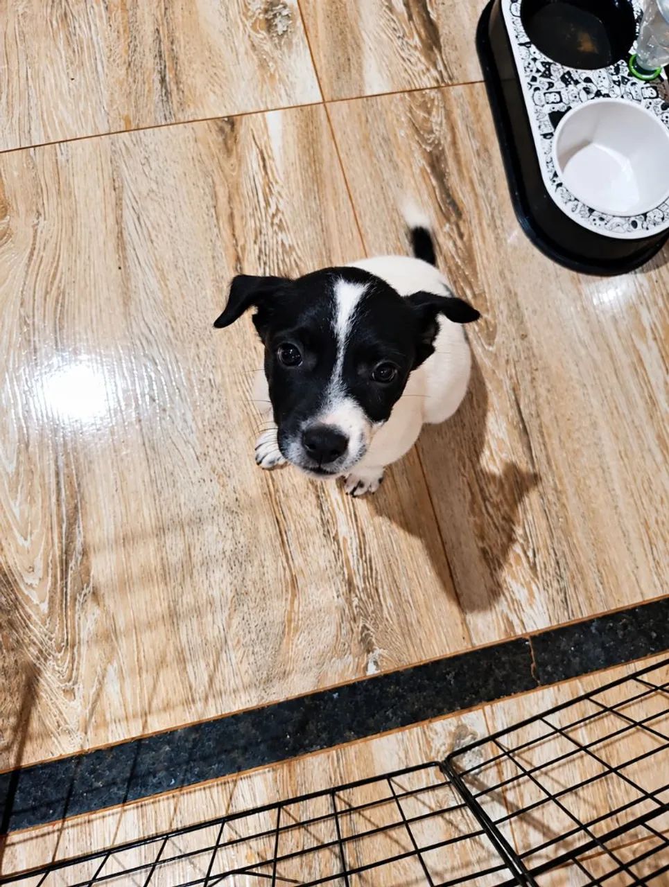 Doação cachorro/cãozinho  - Foto 4