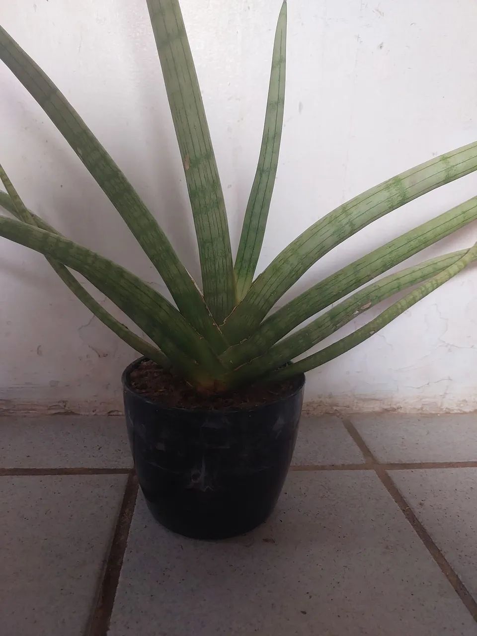 Lança de sao jorge  - Foto 2