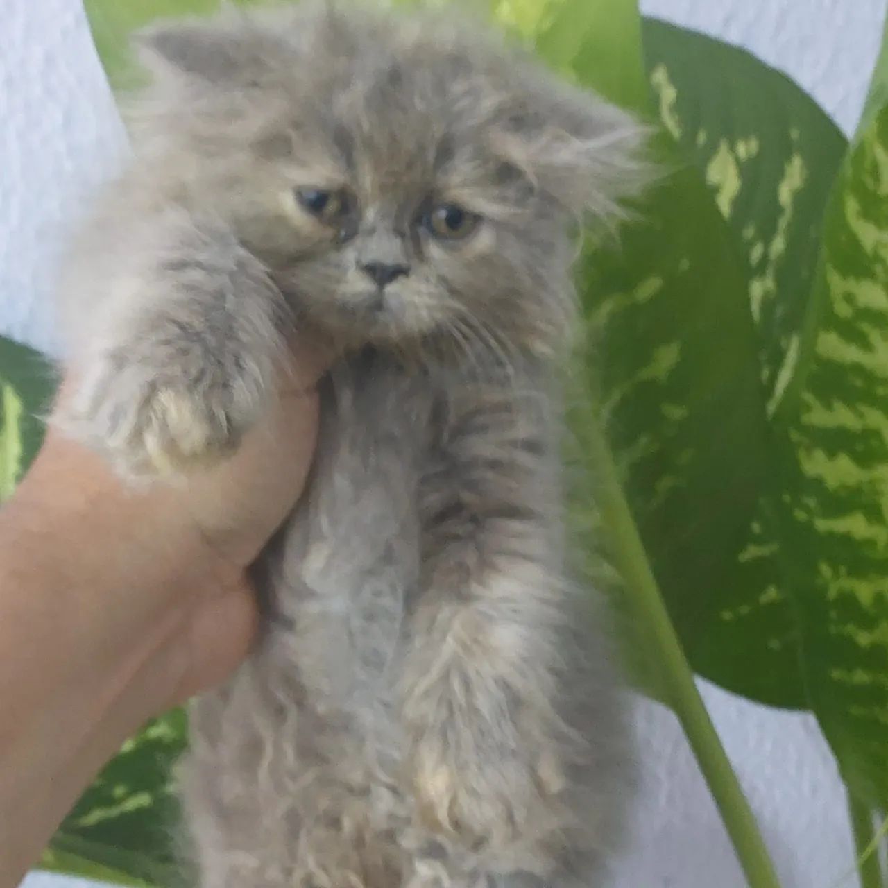 Filhote de gato persa fêmea e macho com 50 dias pai e mãe rasa pura  - Foto 3