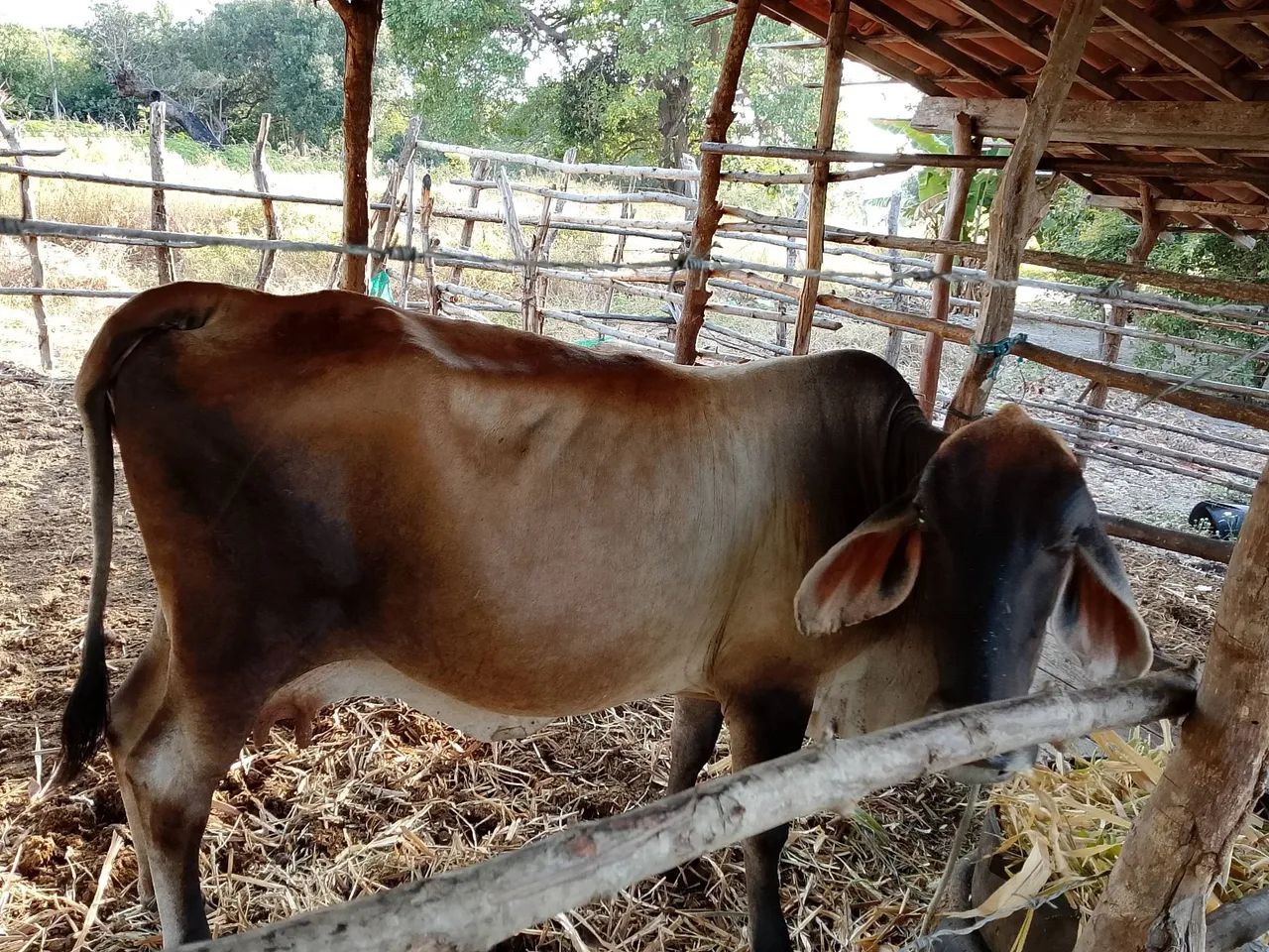 Vaca - Foto 3