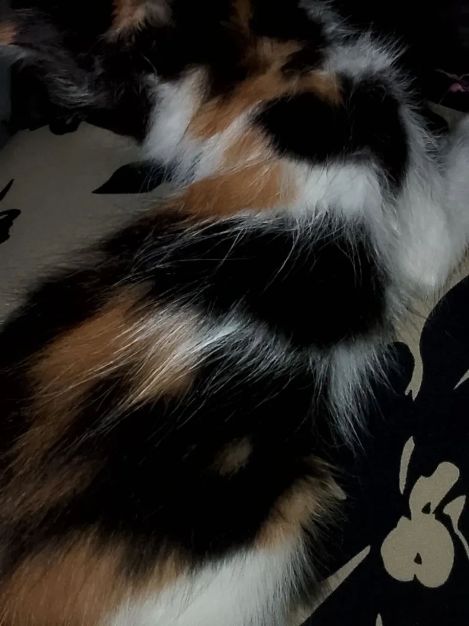 Doação de gatinha  - Foto 2
