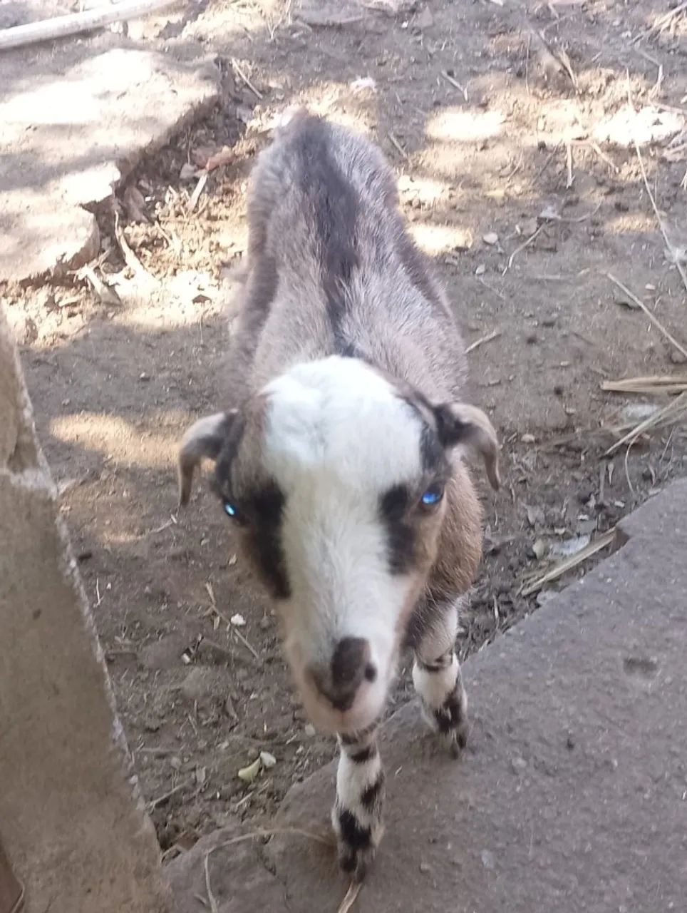 Cabras e bodes - Foto 2