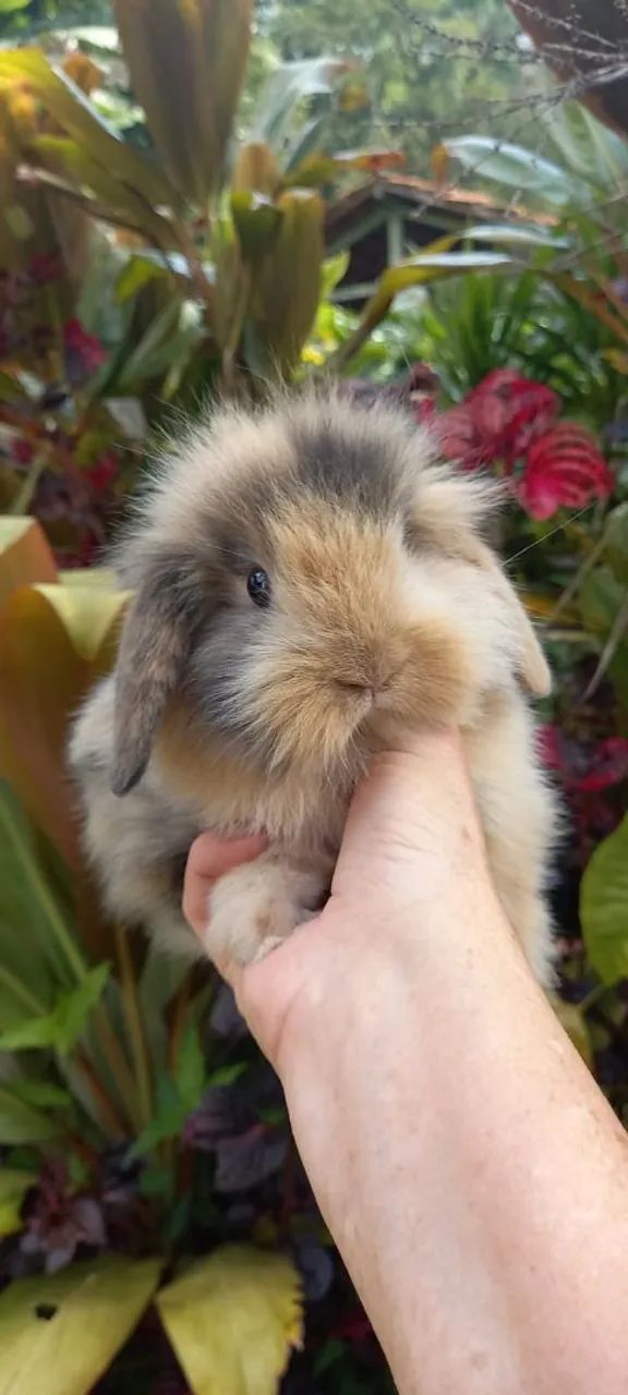 Mini Coelhos Fuzzy lop  - Foto 2