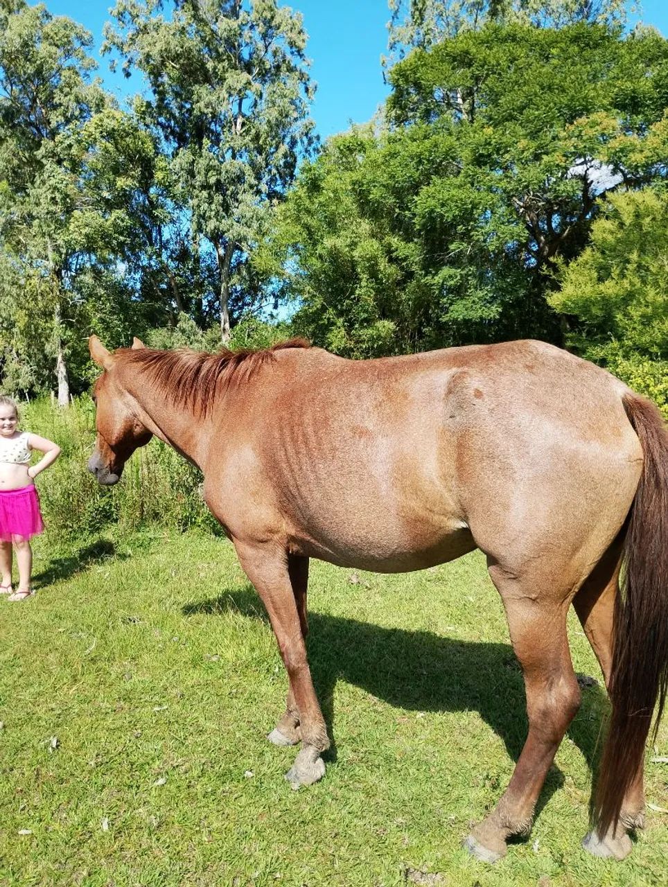 Cavalo  - Foto 2