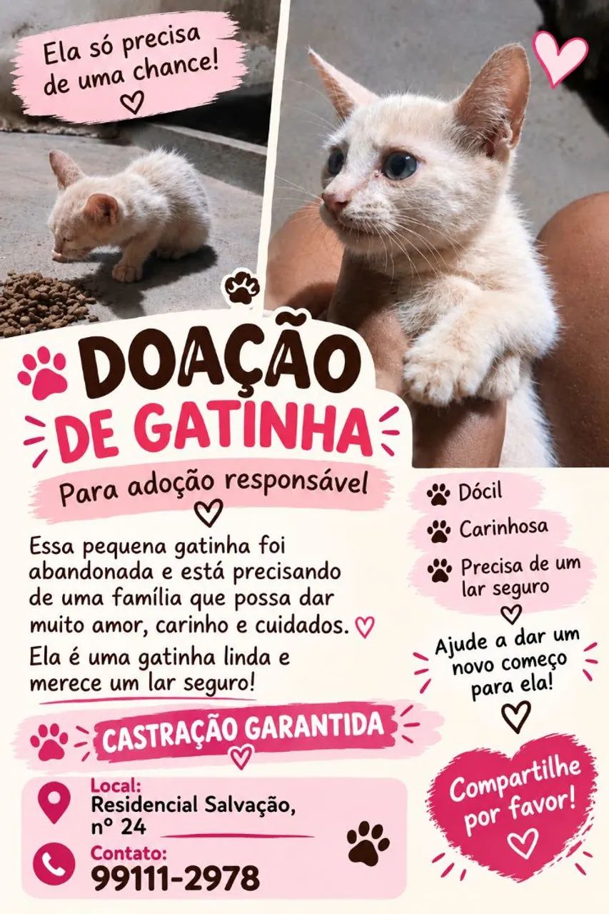 Gato  - Foto 2