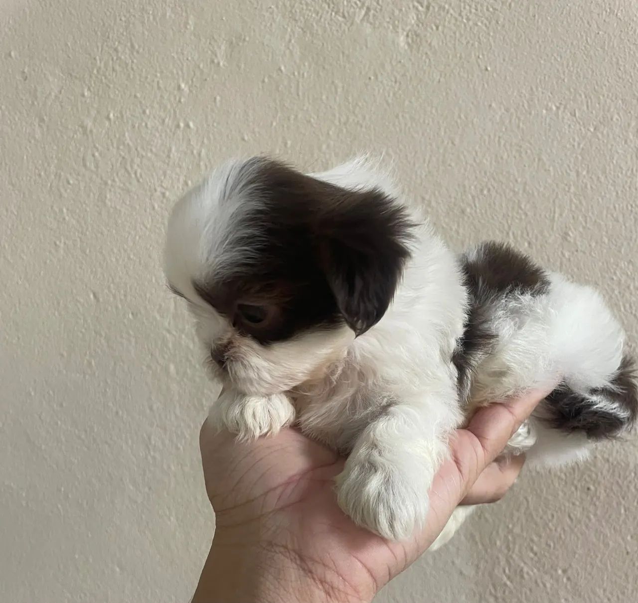 Filhote de shihtzu  - Foto 4