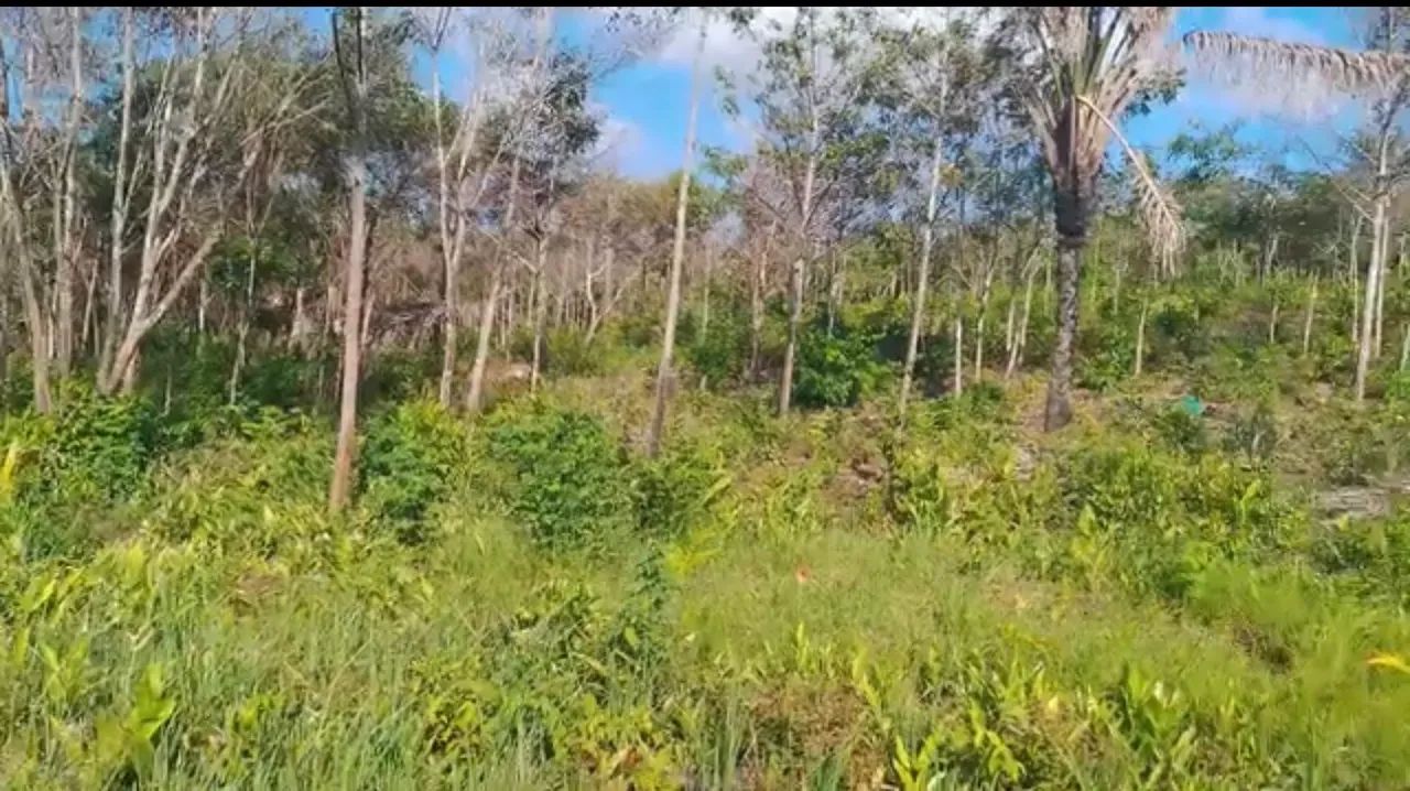 Terreno na beira do brejo - Foto 5