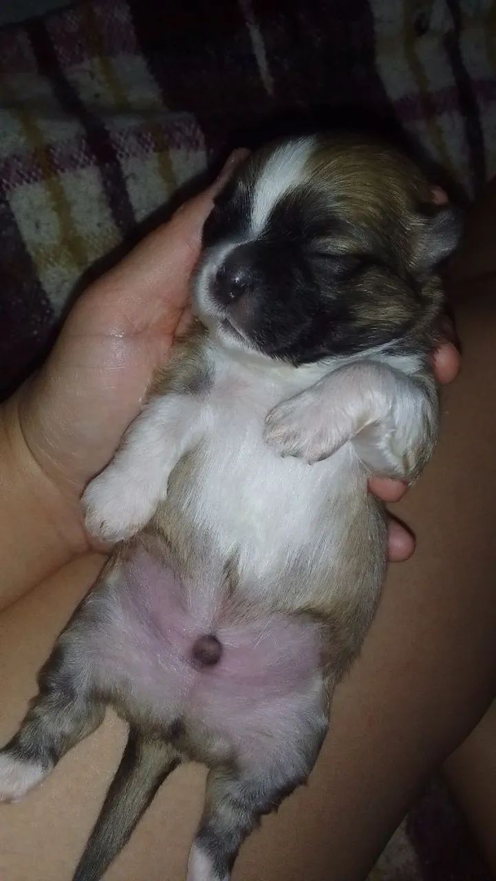 Shih Tzu Mini - Foto 2