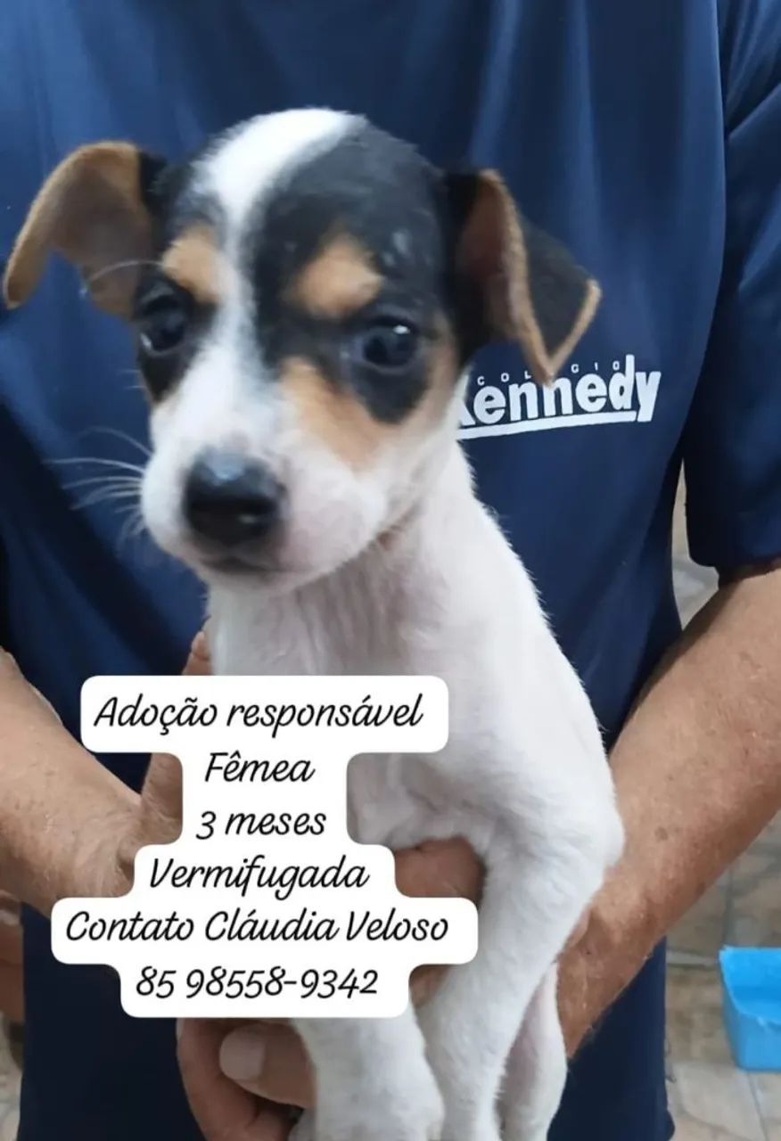 Fofulas para adoção  - Foto 3