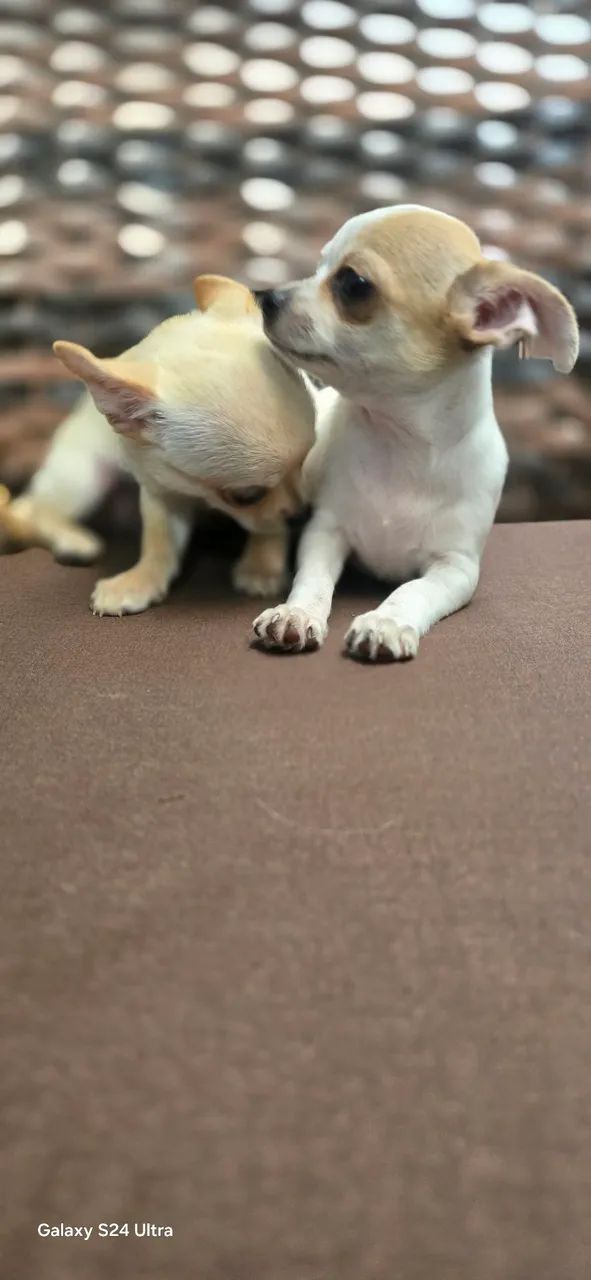 Chihuahua  - Foto 3