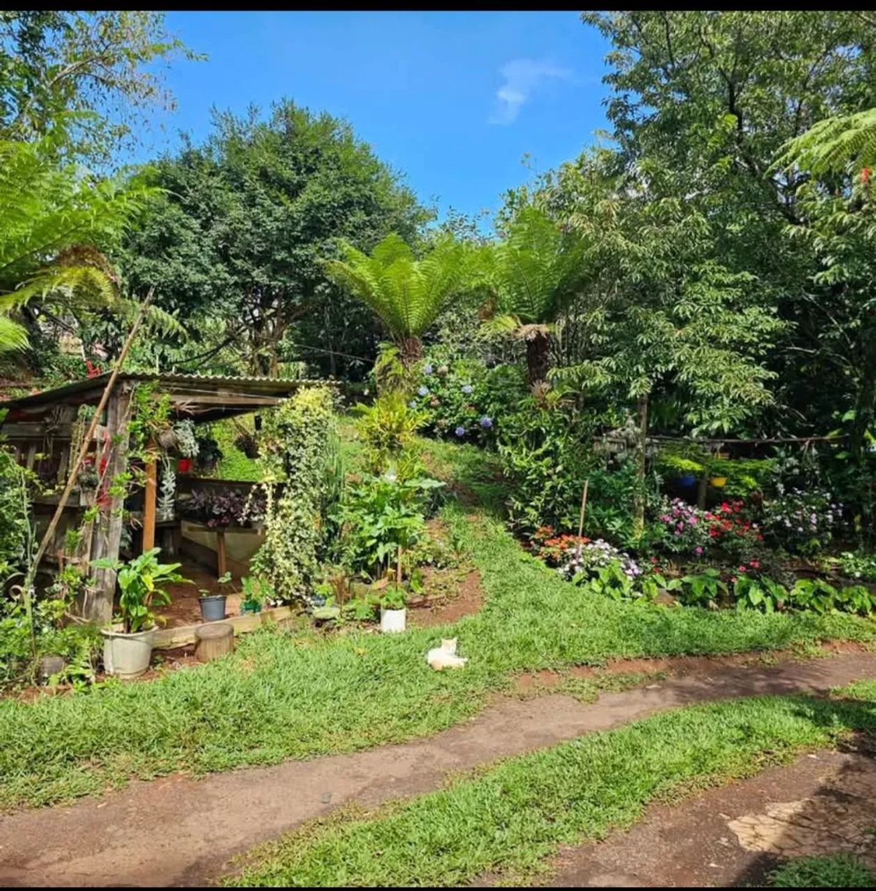 Chácara 5.000 m² com casa - R$ 400.000 - Foto 4