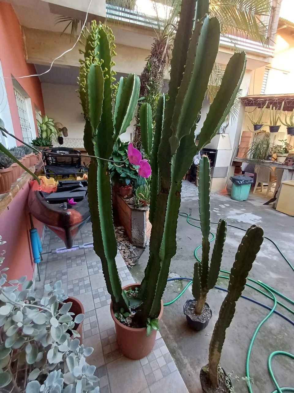 CACTOS MANDACARU BEM FORMADO  - Foto 4