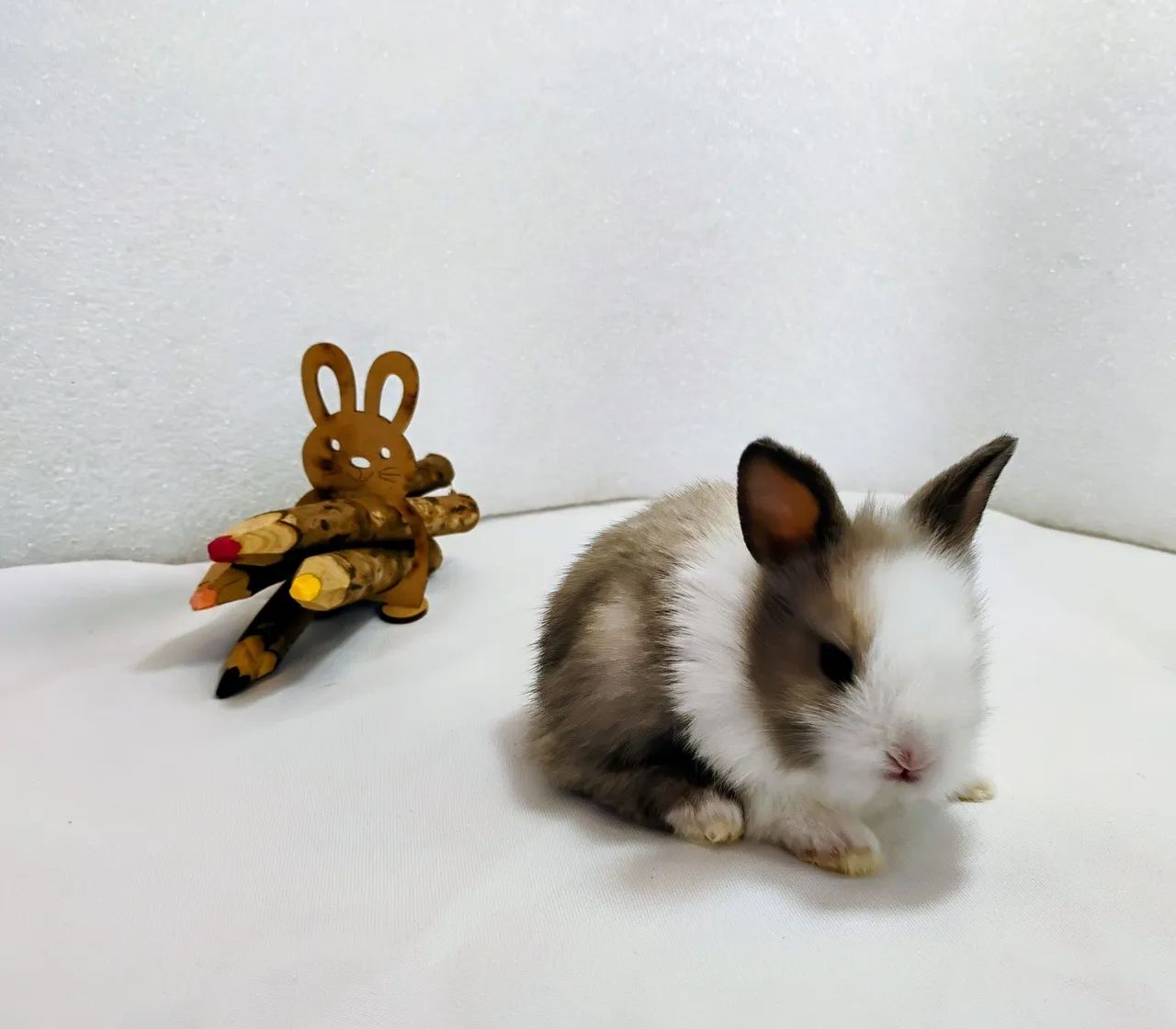 Lindos Filhotes Disponíveis Mini Coelhos  - Foto 4