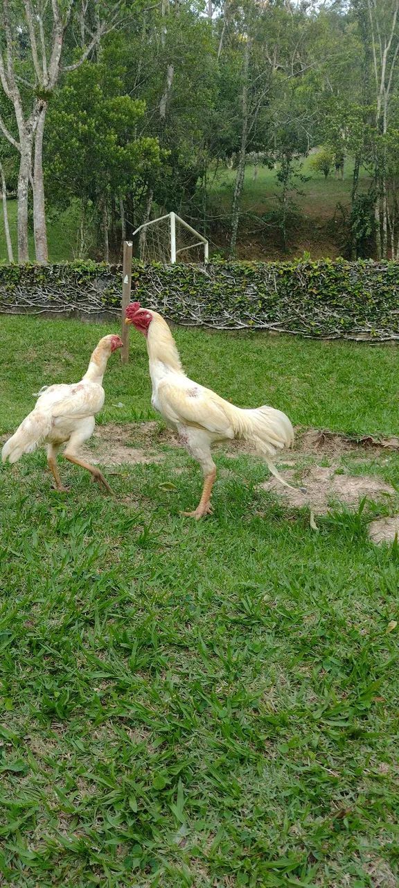 Pintinhos mestiço de índio e Galizé! - Foto 6