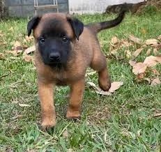 Pastor alemão e belga malinois 