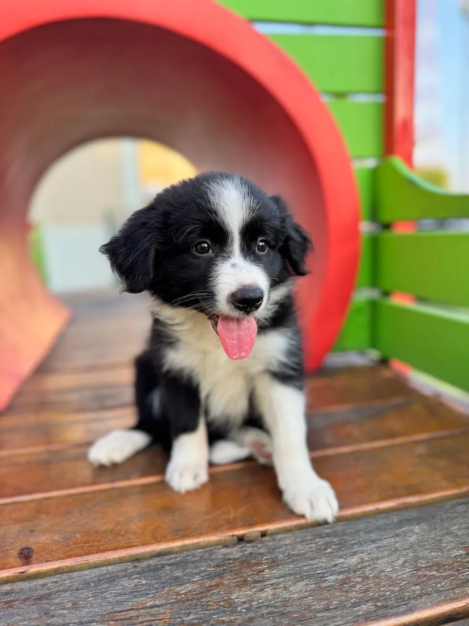 Border collie