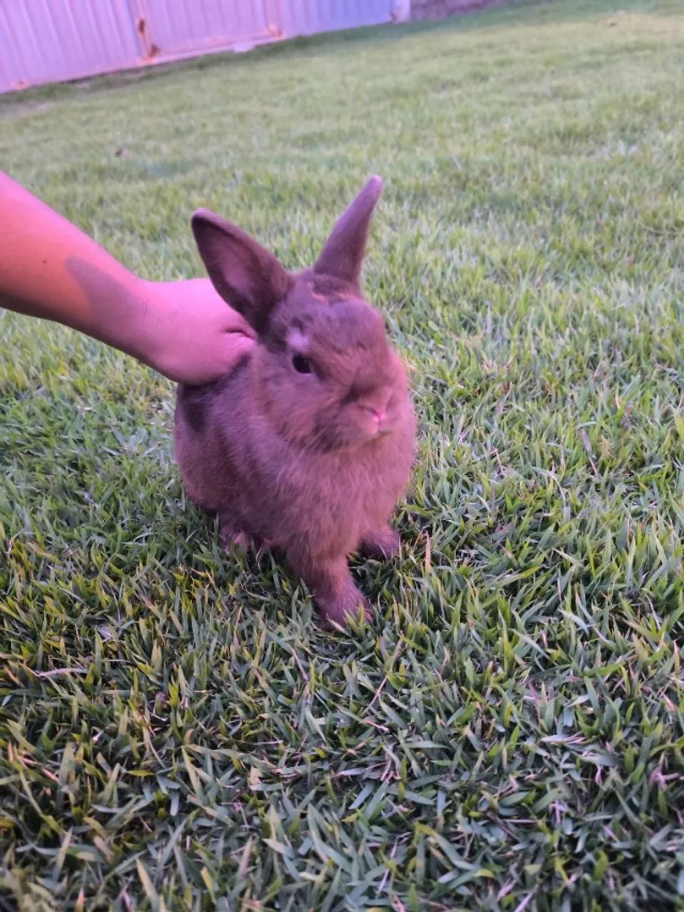 Netherland Dwarf (Coelho Anão) - Foto 4
