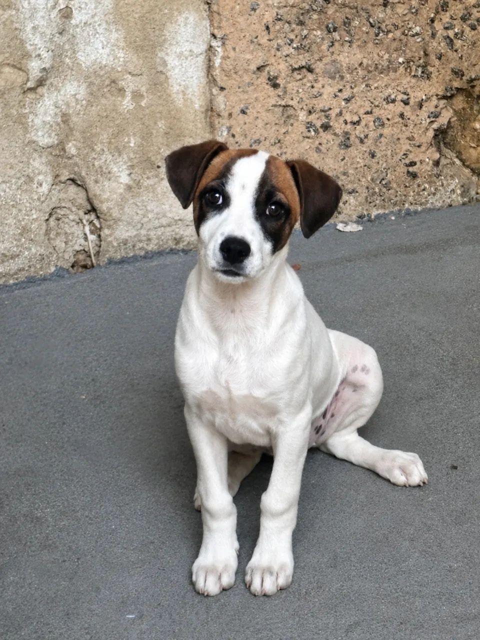 Doação Responsável de Cachorra
