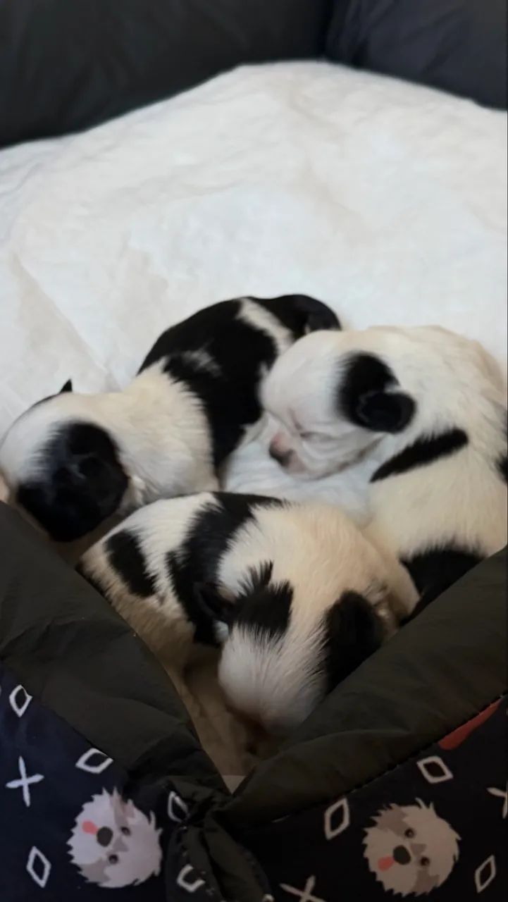 Shitzu  - Foto 3