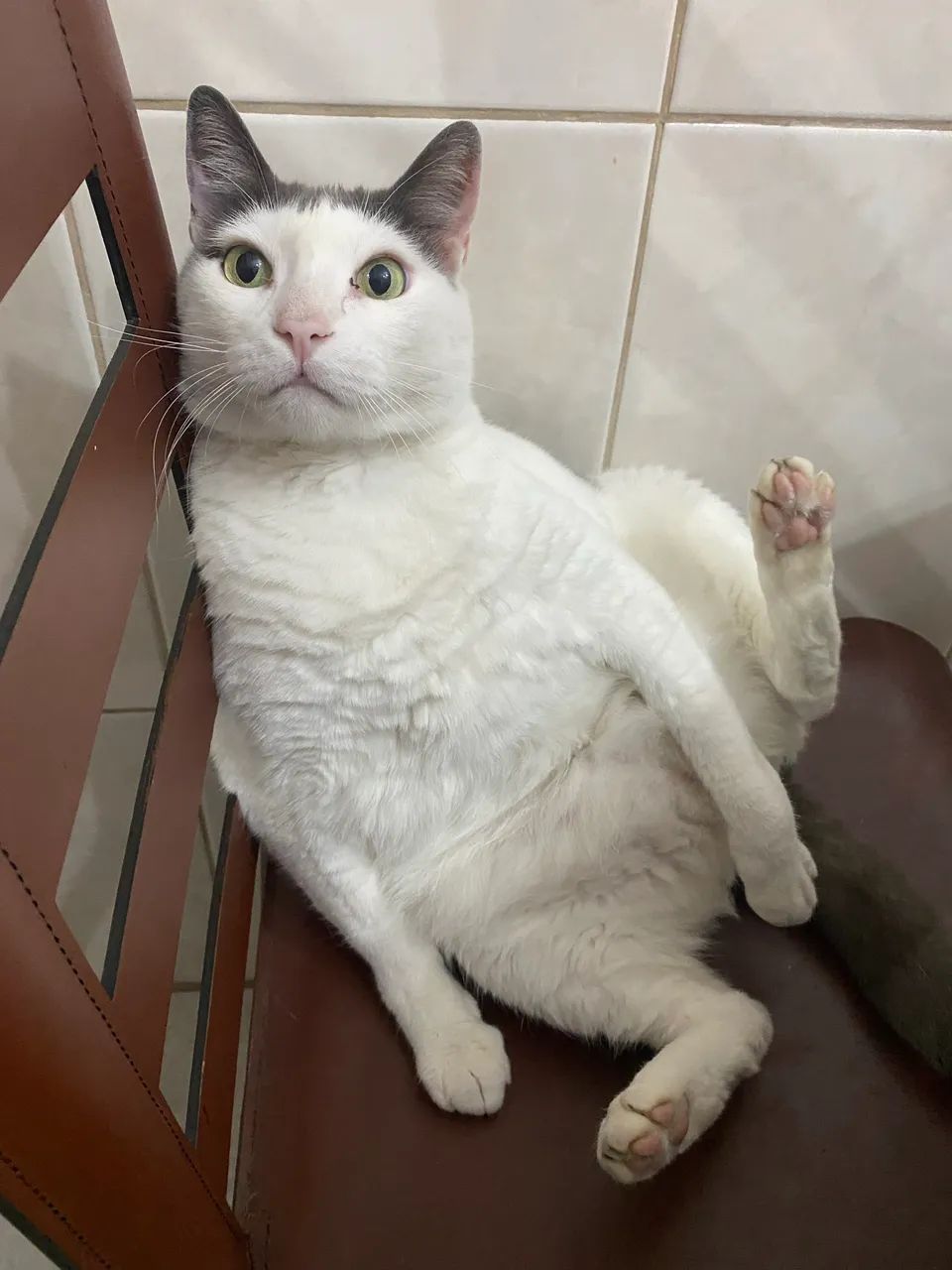 Garfield (branco) - Foto 3