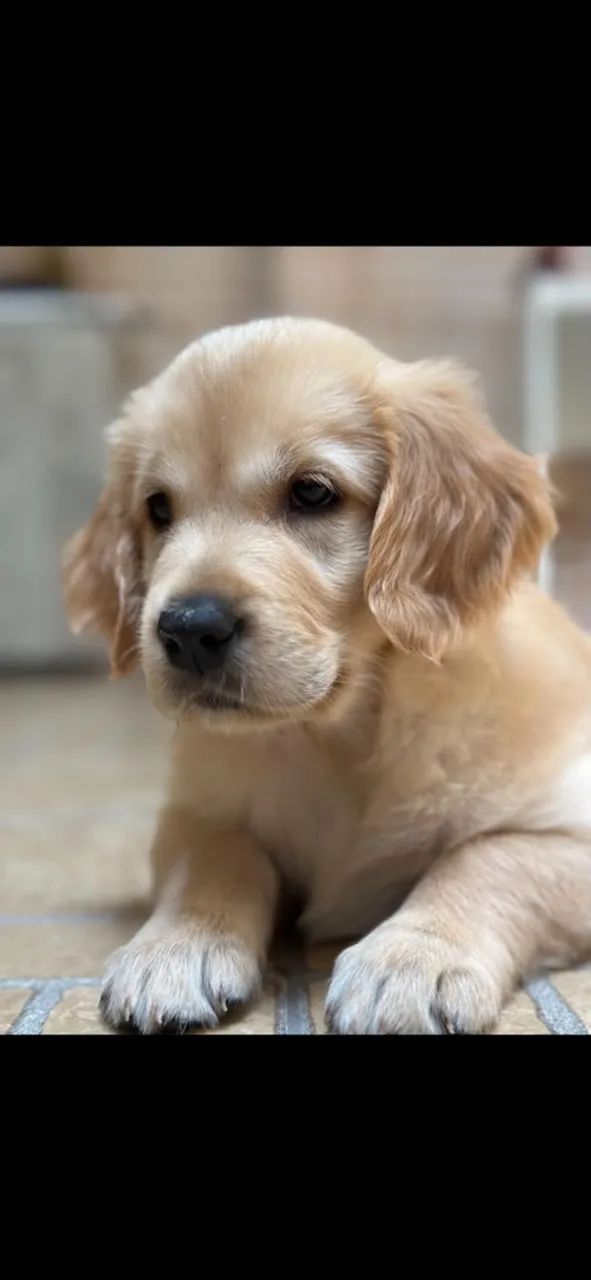 Golden Retriever - Foto 5