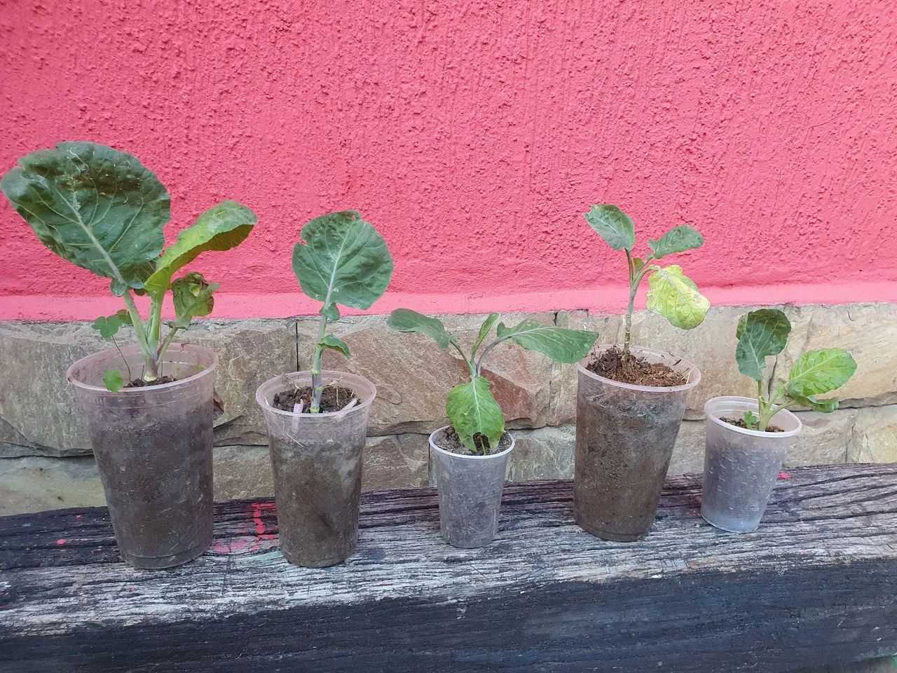 Mudas de Couves talo roxo - Foto 2