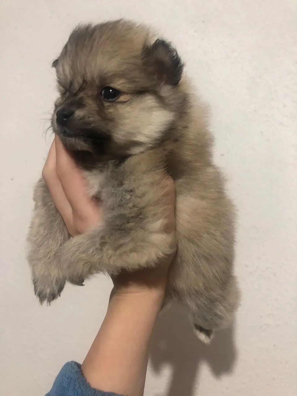 spitz macho - Foto 4