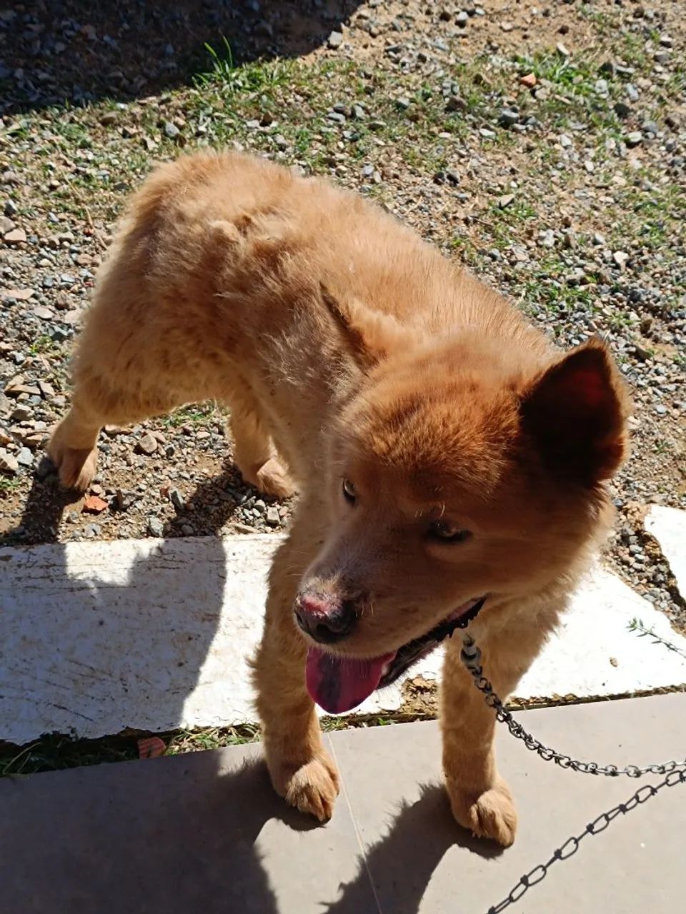 Doação cachorro chow chow  - Foto 2