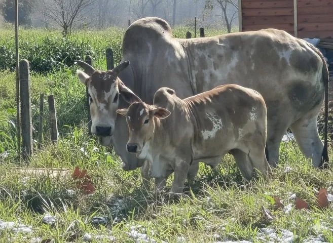 NELORE PINTADO - Foto 4