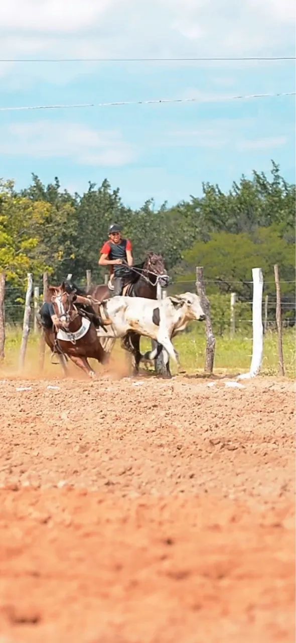 Cavalo quarto de milha vaquejada esquerda - Foto 5