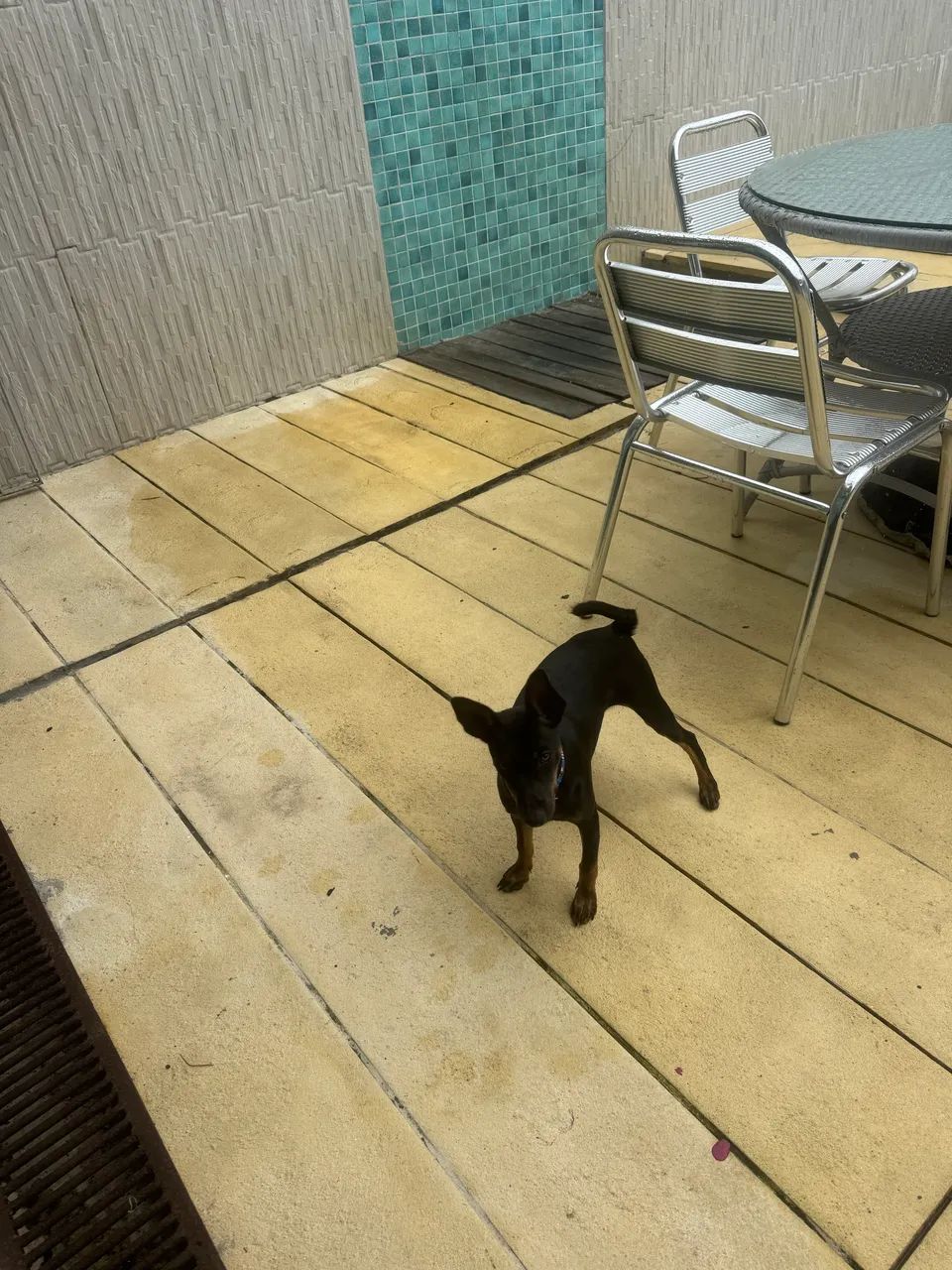 Pinscher 2 - Foto 2