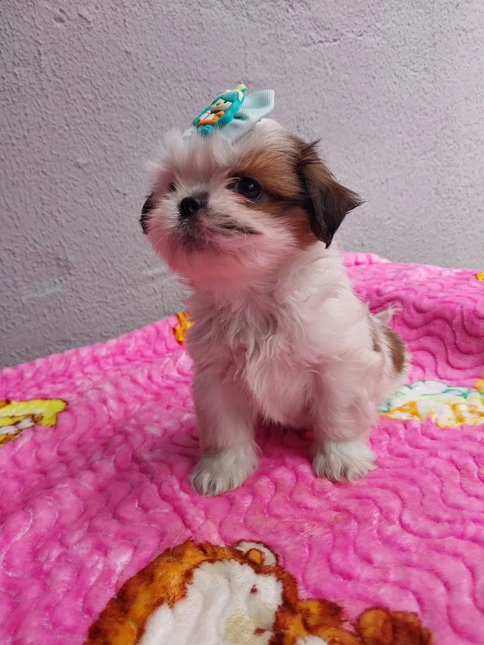 Shih-tzu Macho e Fêmea 