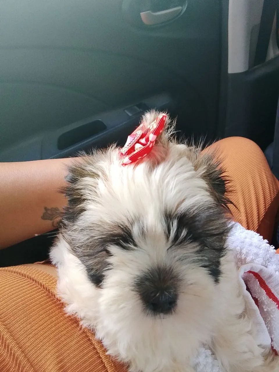 Shitzu puro - Foto 2