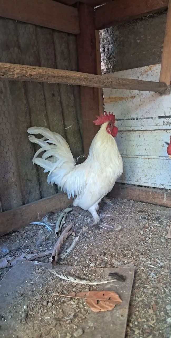 Frango Nagasaki e um galo garnize - Foto 6