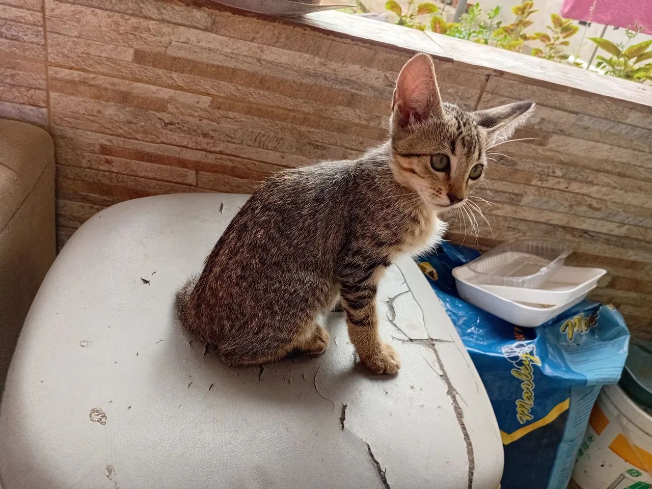 Doa-se gatinho macho